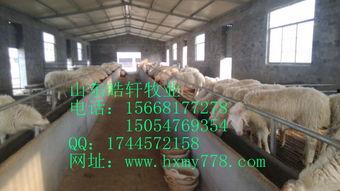 羊配种视频高清的,羊群繁衍的精彩瞬间