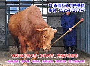 关于养牛的视频