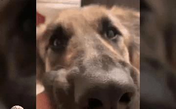 给狗看的视频,欢乐时光大揭秘