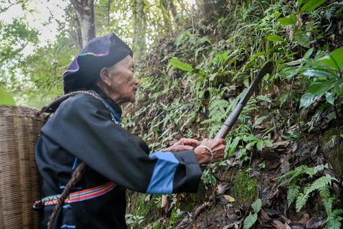 采药视频,跟随采药人脚步，揭秘天然药材的采集之旅