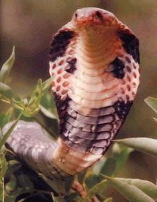 眼镜王蛇泡酒视频,神秘古老的中药秘方揭秘