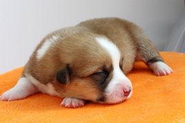 狗怎么生宝宝视频,全程记录生宝宝过程