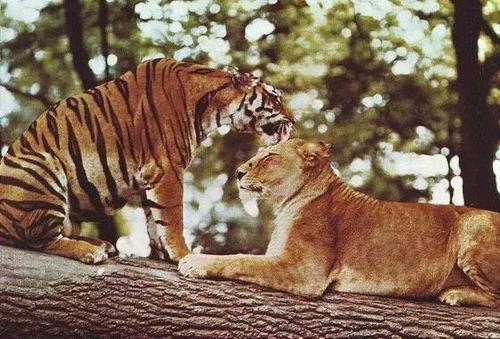 虎狮斗视频,生死较量，谁主沉浮？